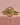 Anillo Oval Medium Nefertiti