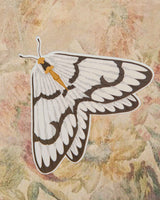 White Moth Vinyl