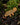 Charm Camaleon
