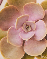 Tarjeta Personalizable Flor Succulenta Perfumable