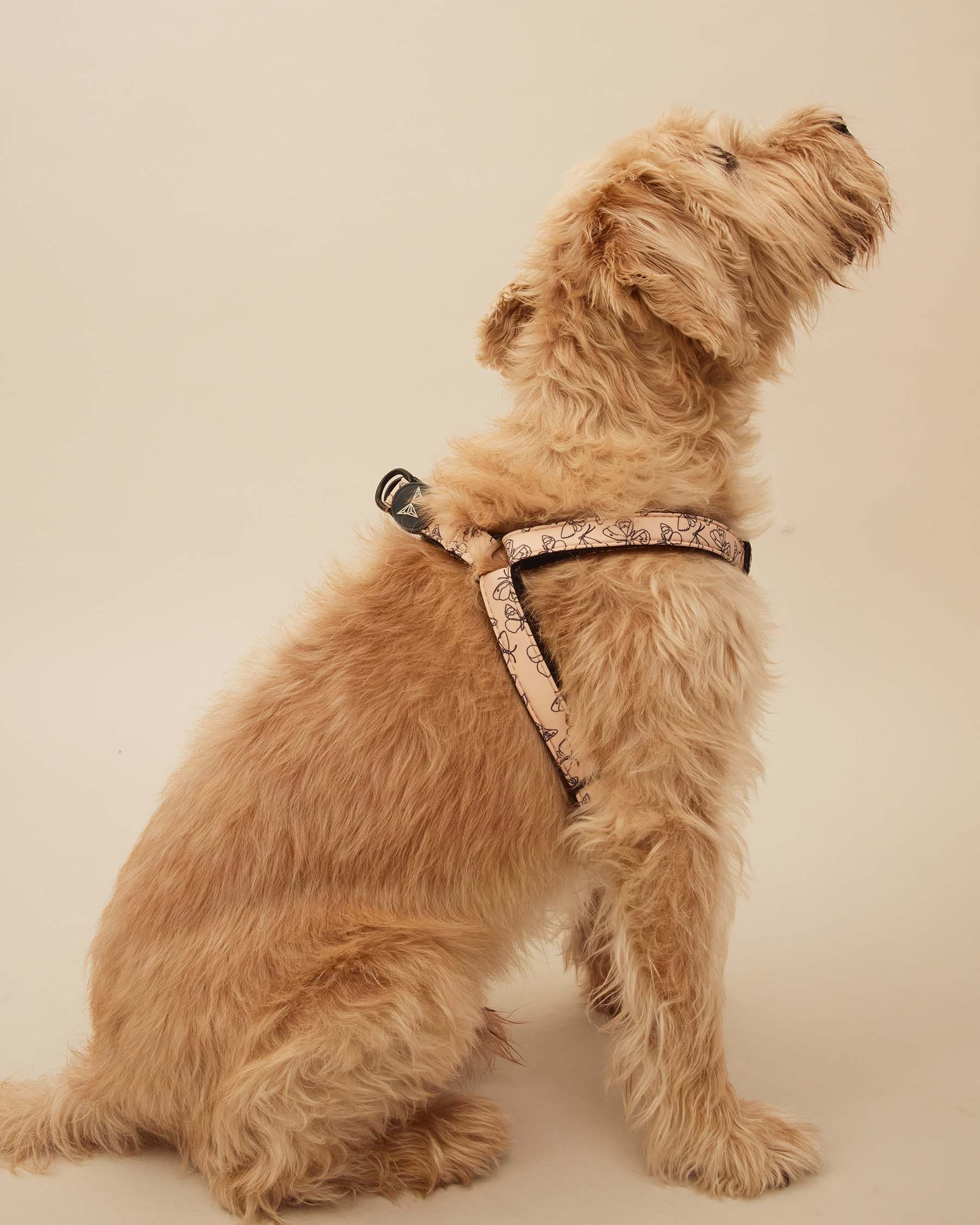 Butterfly harness S