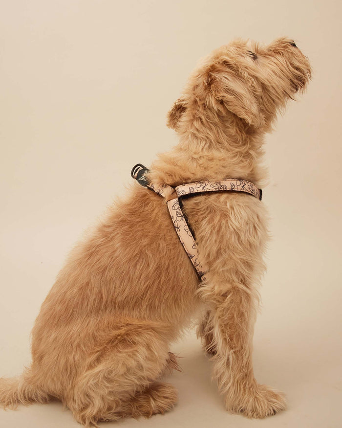 Butterfly harness M