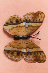 Iman mariposa Cirrochroa Emalea