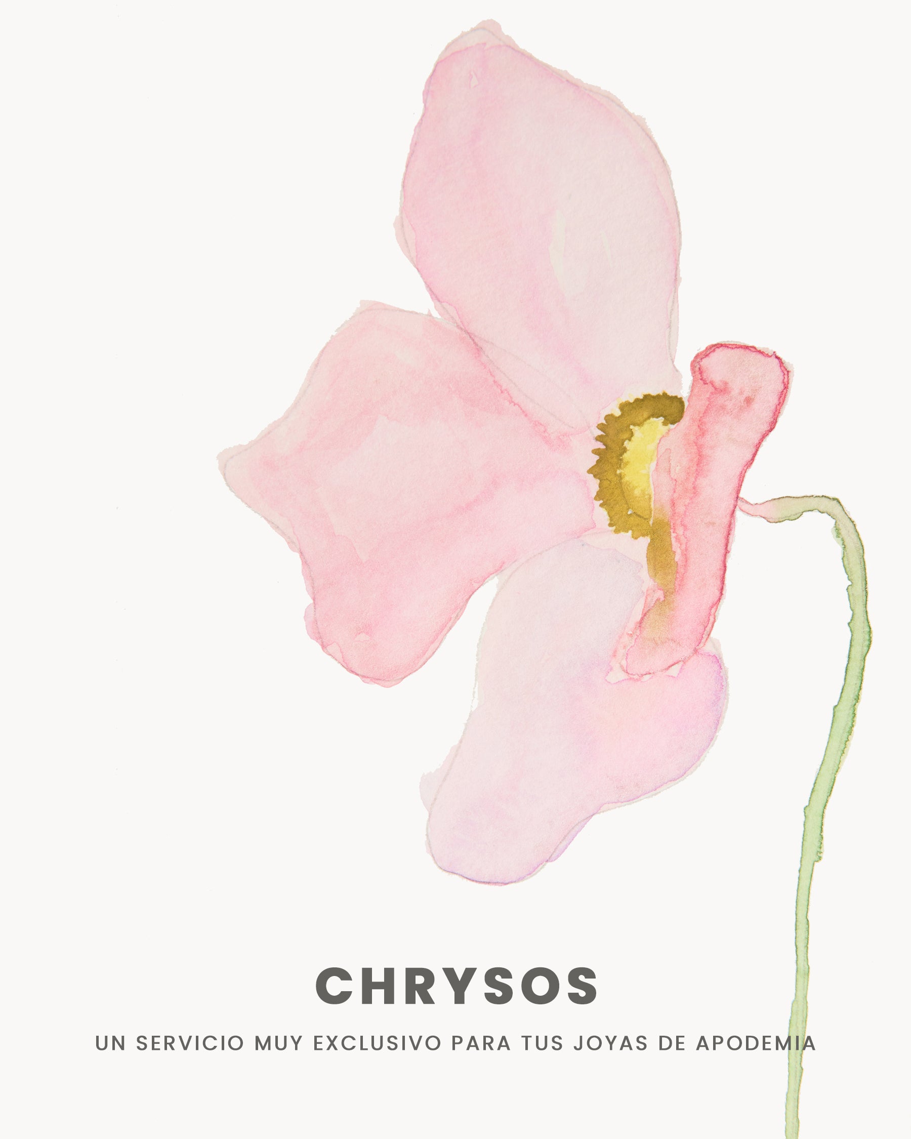 CHRYSOS AT HOME