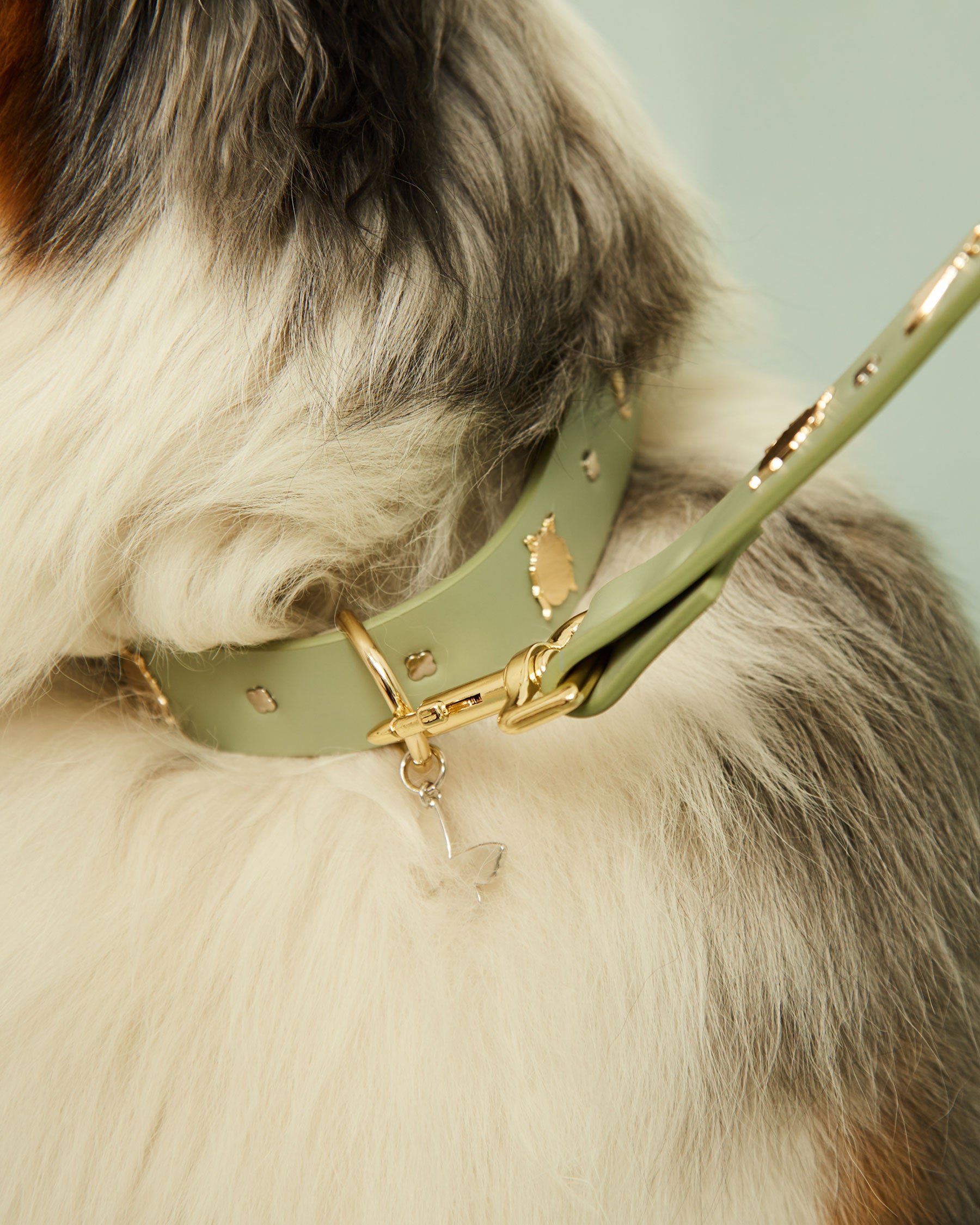 Insect Leash For Dogs | The Gray Box