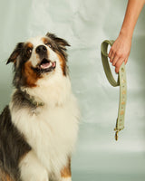 Insect Leash For Dogs | The Gray Box