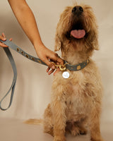 Insect leash for dogs | The Gray Box