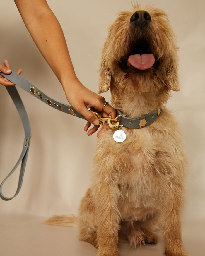Insect leash for dogs