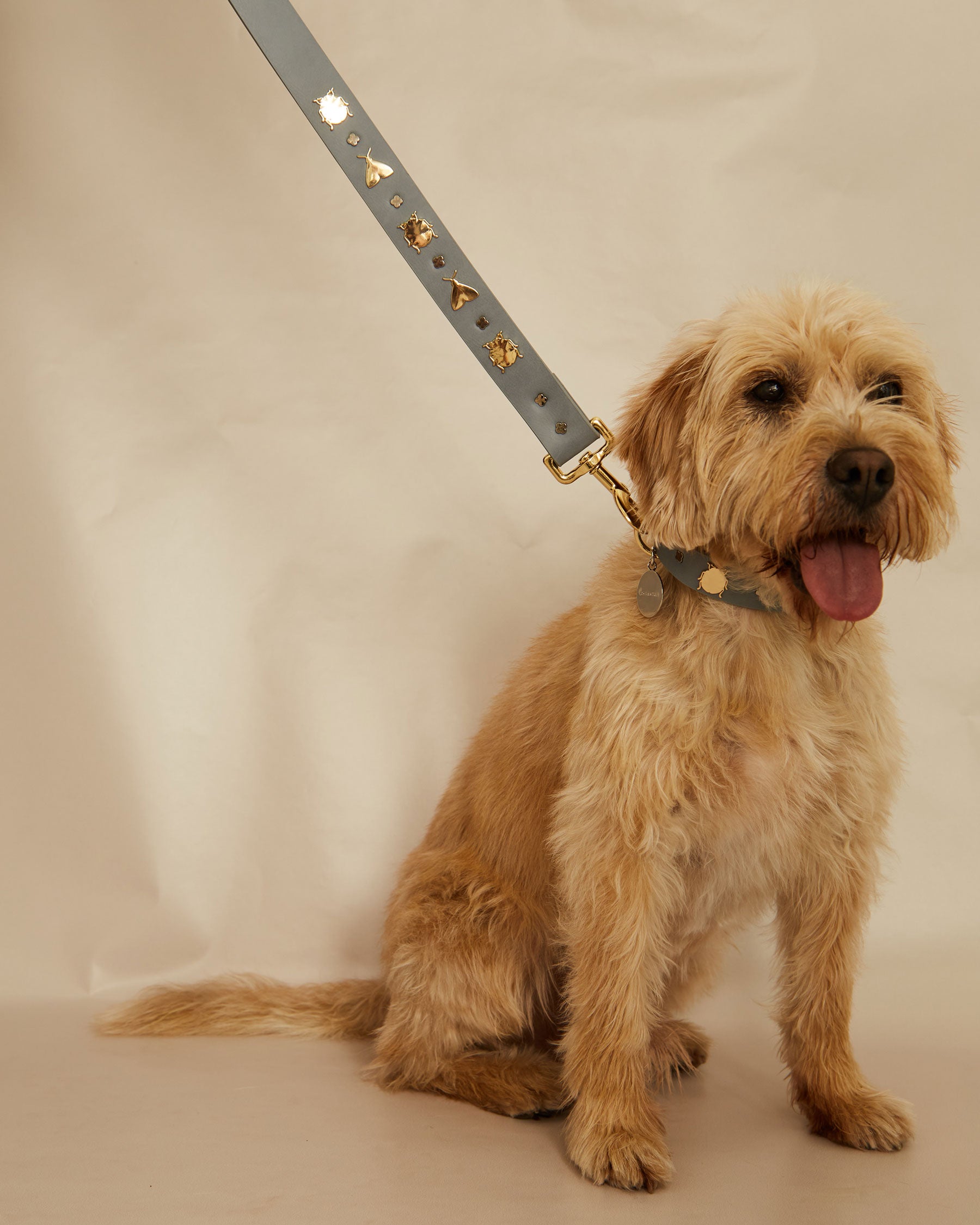 Insect leash for dogs