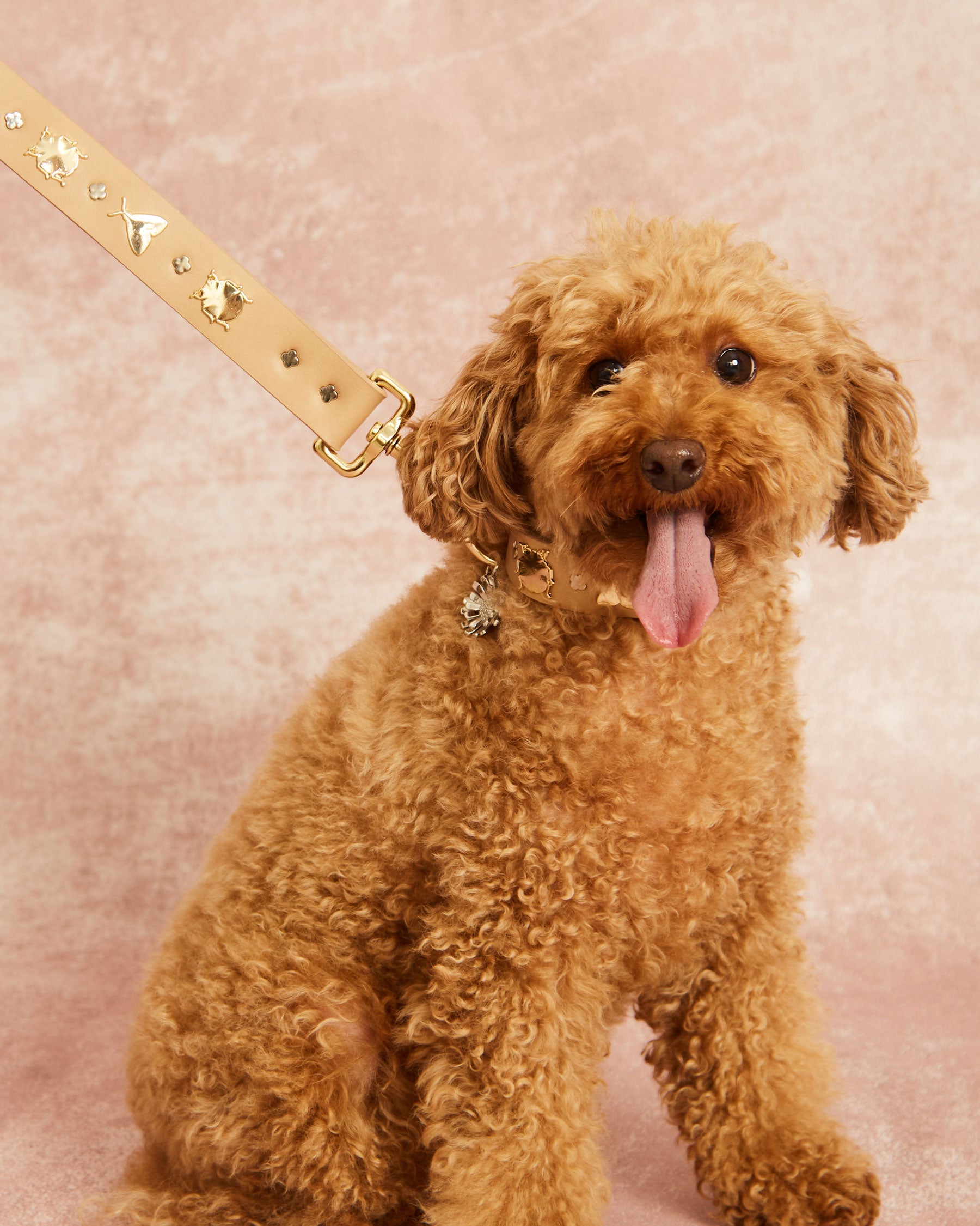 Insect leash for dogs