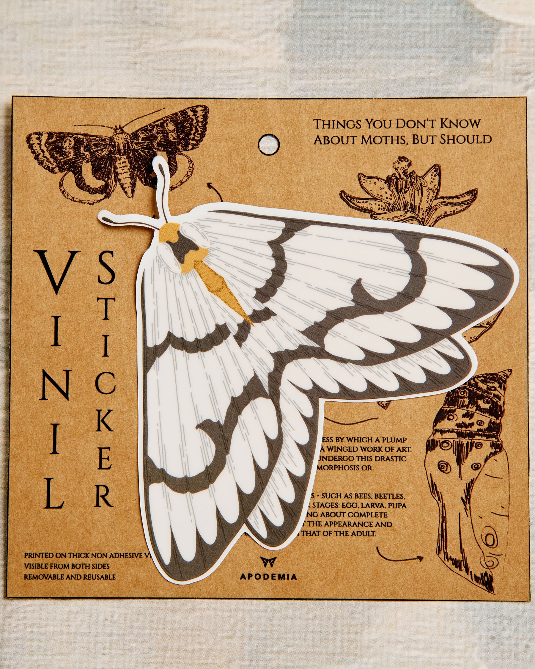 Vinyl White Moth - The Gray Box